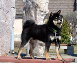picture of dog