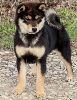 picture of dog