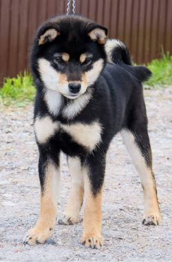 picture of dog