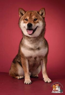 picture of dog