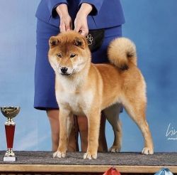 picture of dog