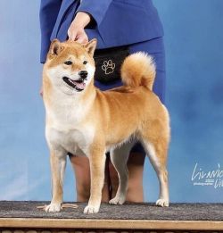 picture of dog