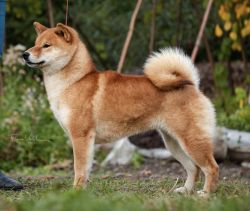 picture of dog