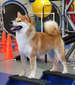 picture of dog
