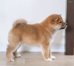picture of dog