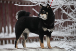 picture of dog