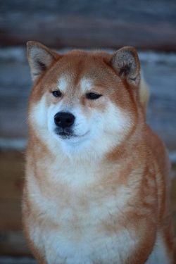 picture of dog