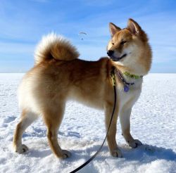 picture of dog
