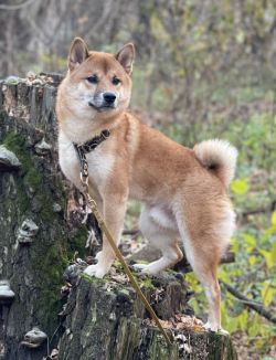 picture of dog