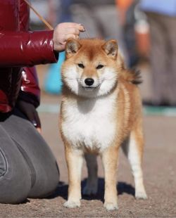 picture of dog