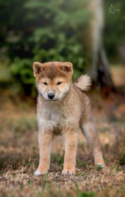 picture of dog
