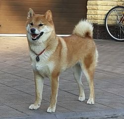 picture of dog