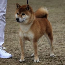 picture of dog