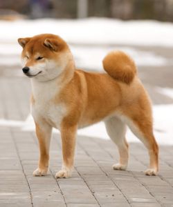 picture of dog