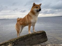 picture of dog