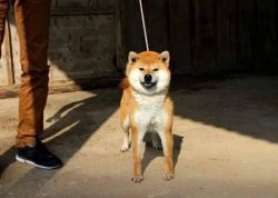 picture of dog