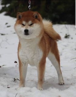 picture of dog