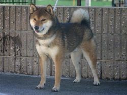 picture of dog