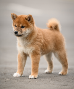picture of dog