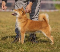 picture of dog