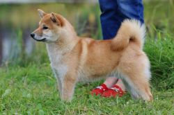 picture of dog