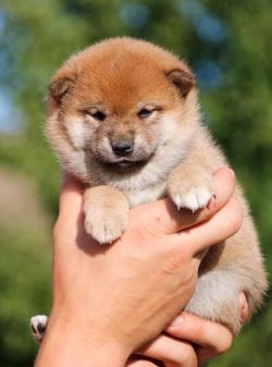picture of dog