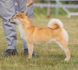 picture of dog