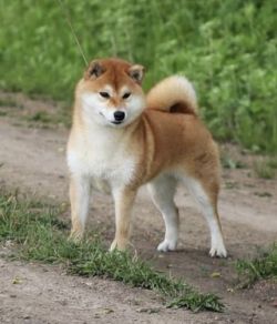 picture of dog