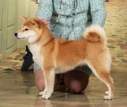 picture of dog