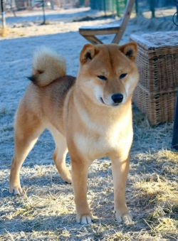 picture of dog