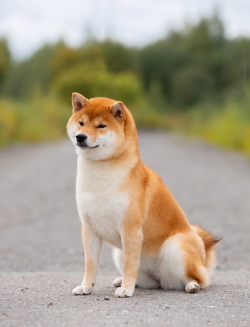 picture of dog
