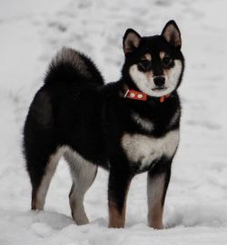 picture of dog