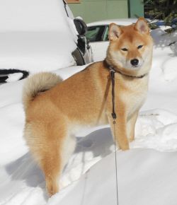 picture of dog