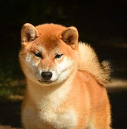 picture of dog