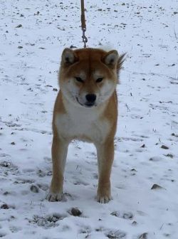 picture of dog