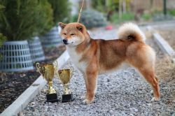 picture of dog