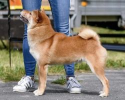 picture of dog