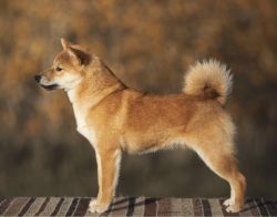 picture of dog