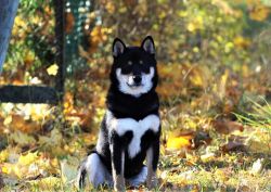 picture of dog