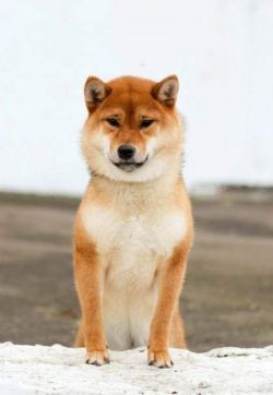 picture of dog