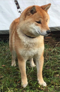 picture of dog