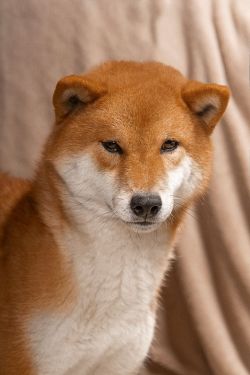 picture of dog