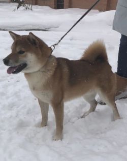 picture of dog