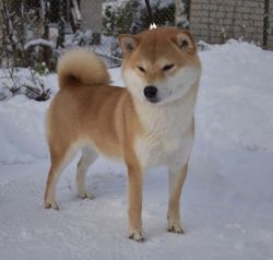 picture of dog