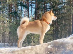 picture of dog