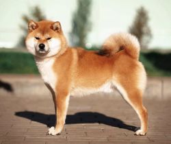 picture of dog
