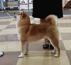 picture of dog