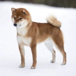 picture of dog