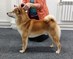 picture of dog
