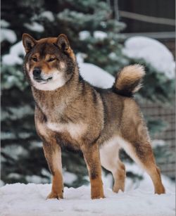picture of dog